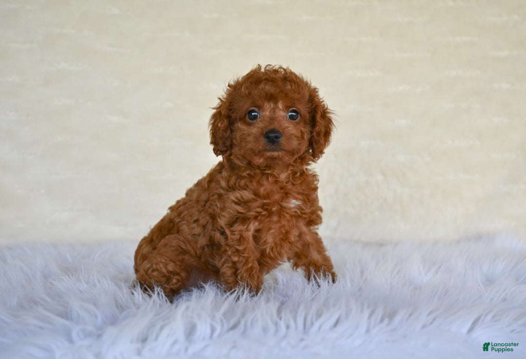 Cockapoo dogs for sale: Penny - Image 3
