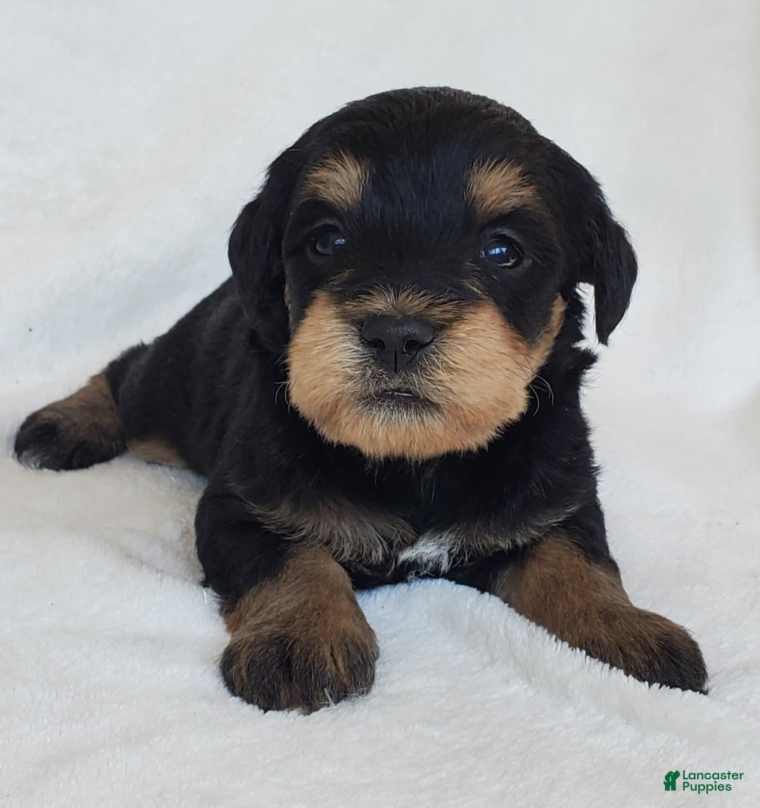 Schnoodle dogs for sale: Ember - Image 1