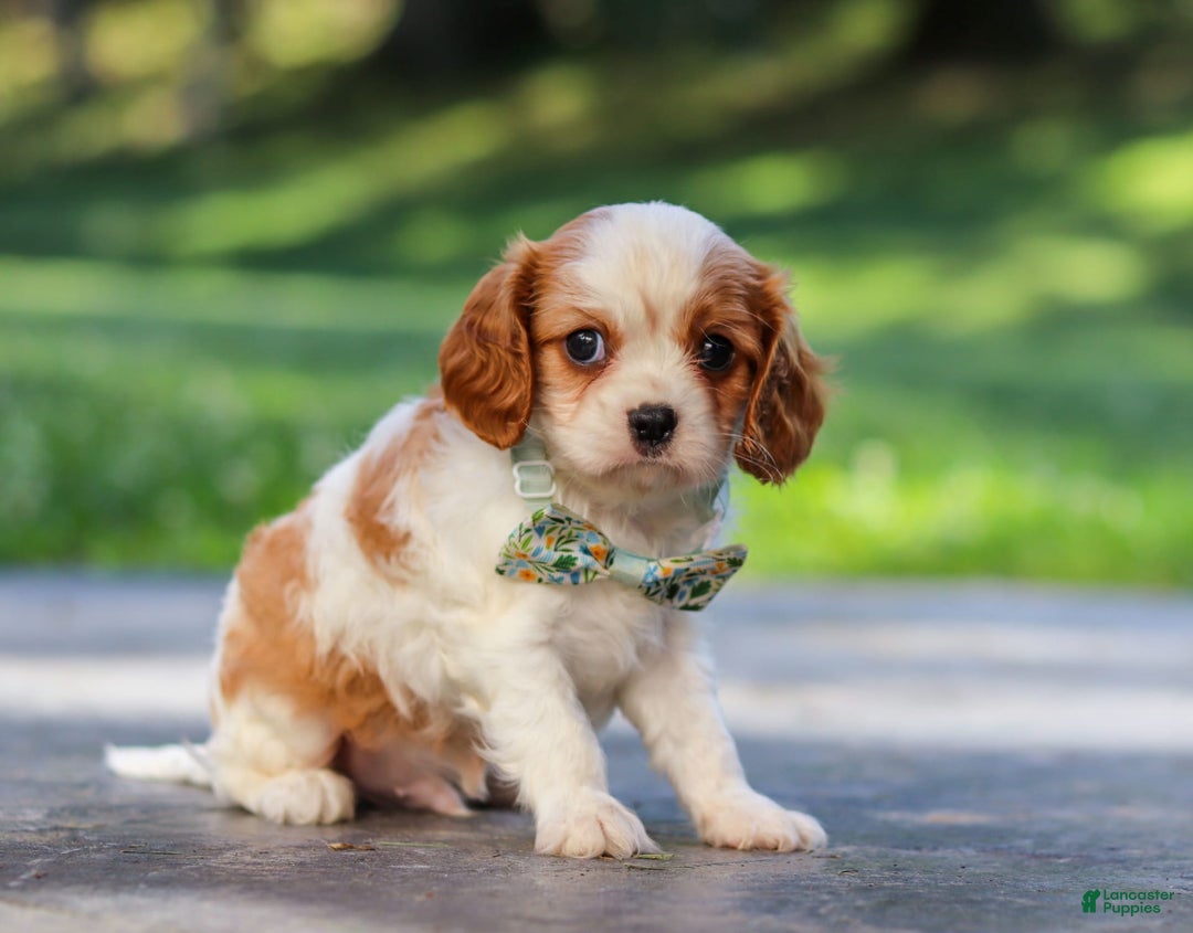 Cavalier King Charles Spaniel dogs for sale: Charlie - Image 7