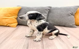 Dalmatian dogs for sale: Rocky - Image 1