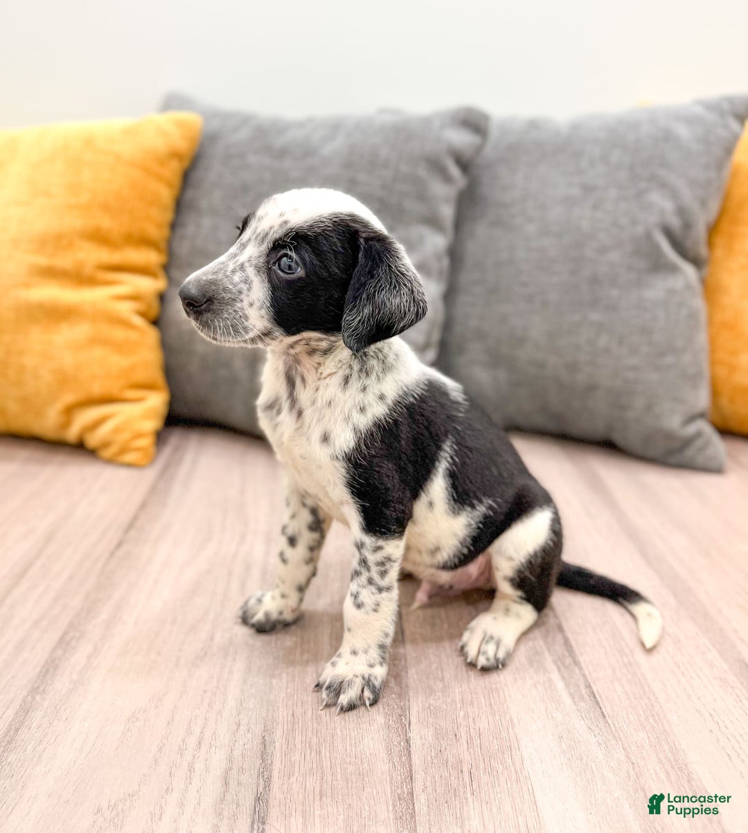 Dalmatian dogs for sale: Rocky - Image 1