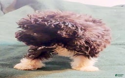 Cavapoo dogs for sale: Tammy - Image 9