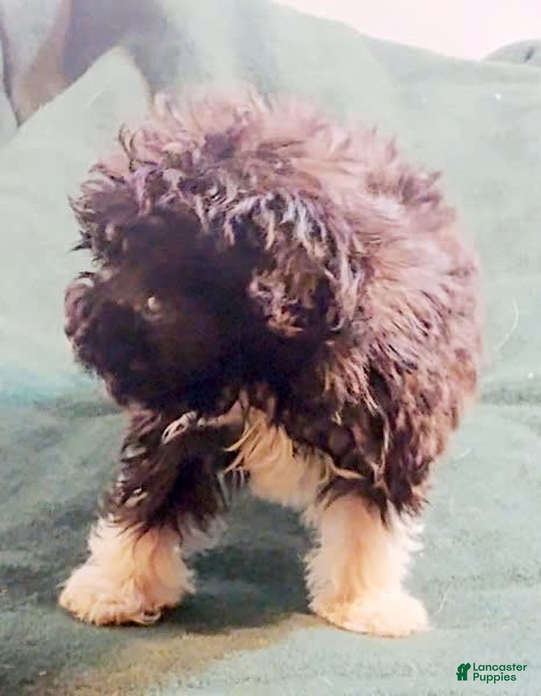 Cavapoo dogs for sale: Tammy - Image 9