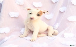 Siberian Husky dogs for sale: Brandy - Image 5