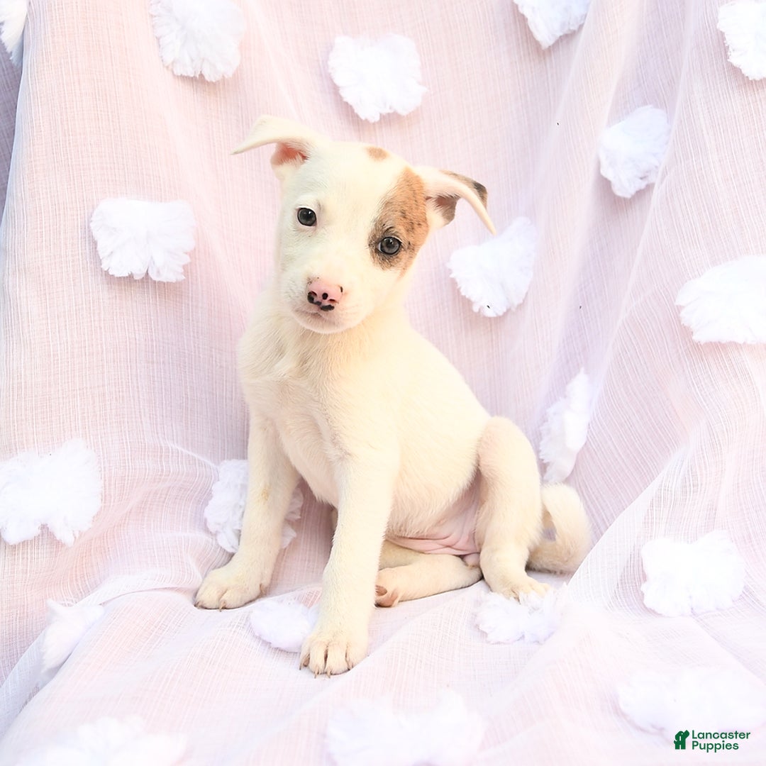 Siberian Husky dogs for sale: Brandy - Image 5