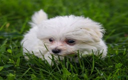 Maltese dogs for sale: River - Image 10