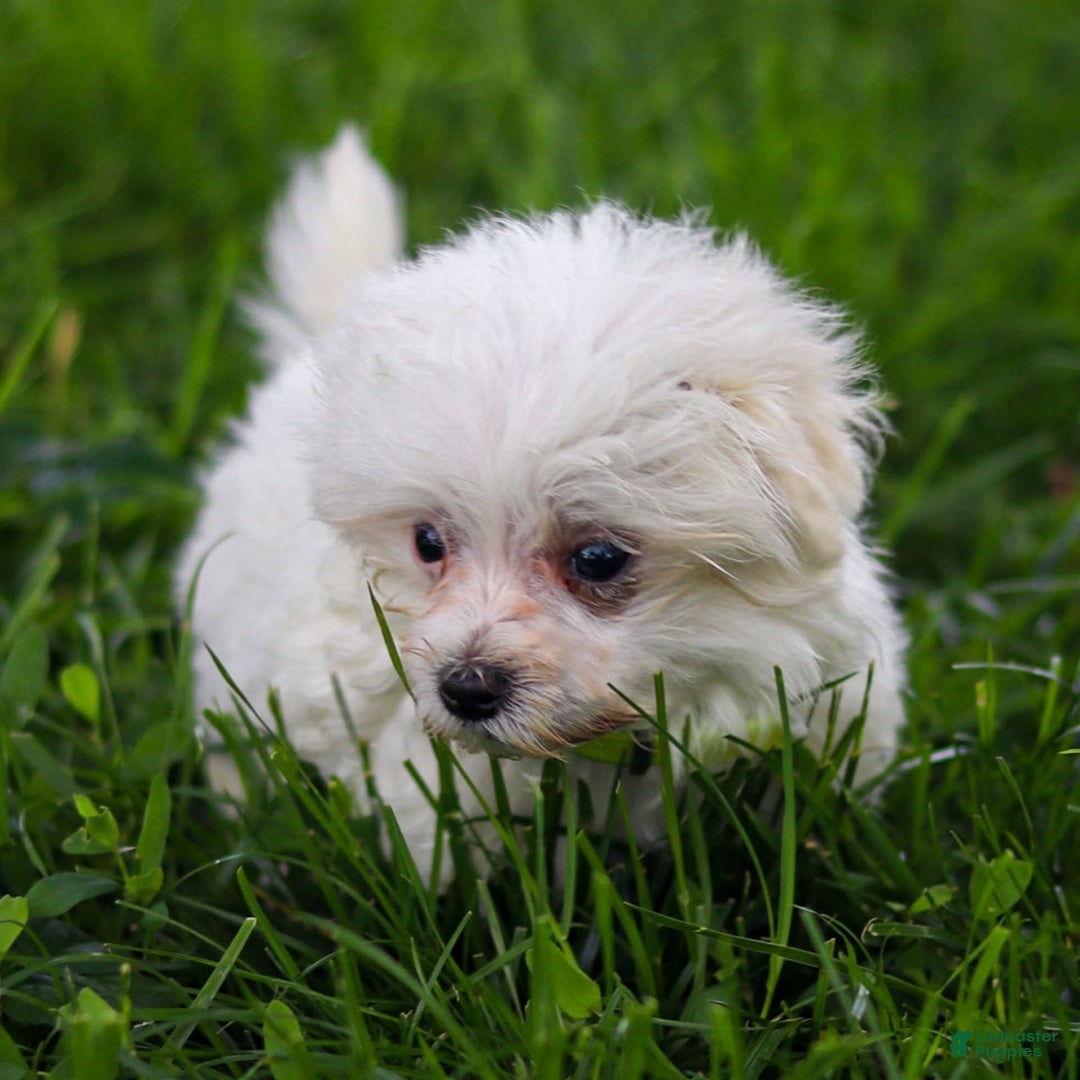 Maltese dogs for sale: River - Image 10