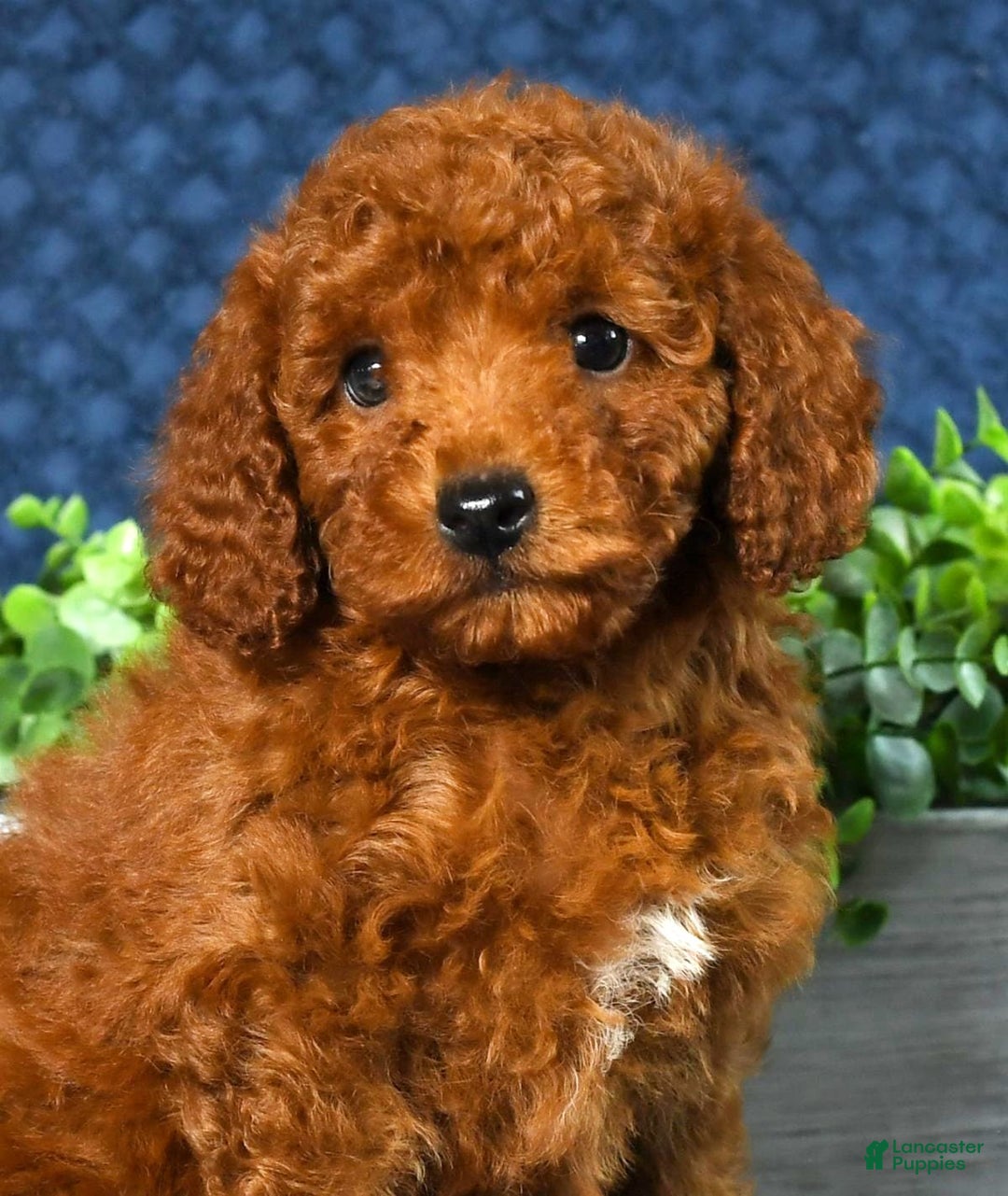 Cavapoo dogs for sale: Franklin - Image 1