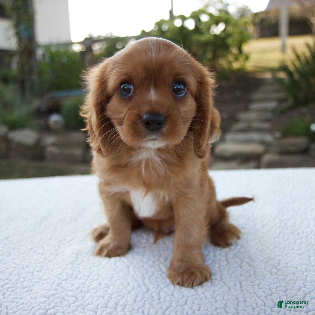 Cavalier King Charles Spaniel dogs for sale: Cruz - Image 1