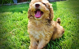 Havapoo dogs for sale: Fancy - Image 11
