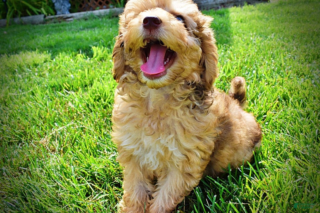 Havapoo dogs for sale: Fancy - Image 11