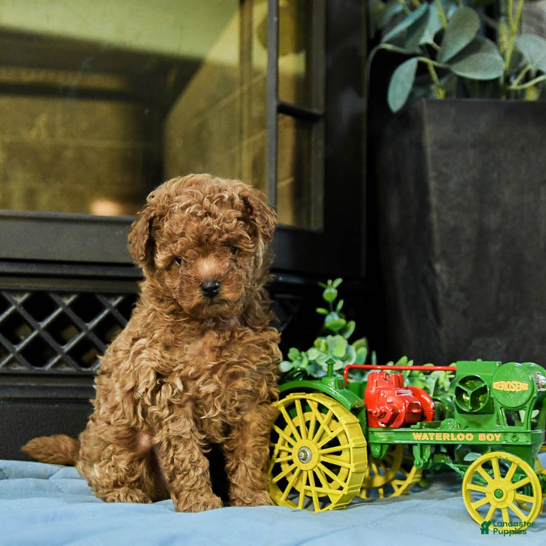 Cavapoo dogs for sale: Teddy - Image 6
