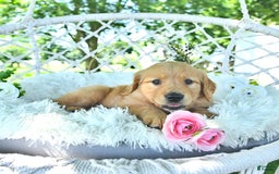 Golden Retriever dogs for sale: Anne - Image 17