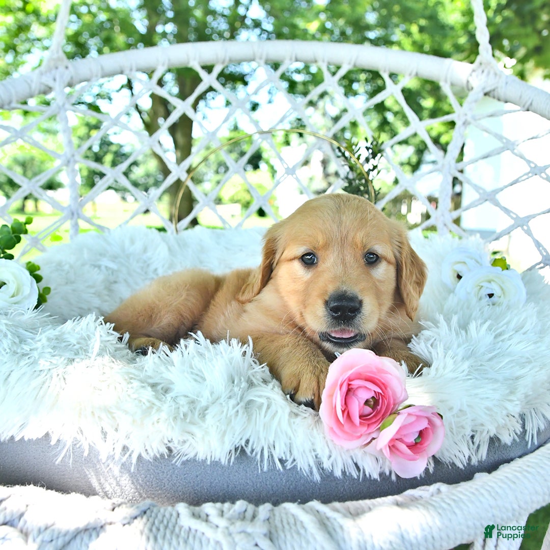 Golden Retriever dogs for sale: Anne - Image 17