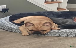 French Bulldog dogs for sale: Chorizo - Image 2