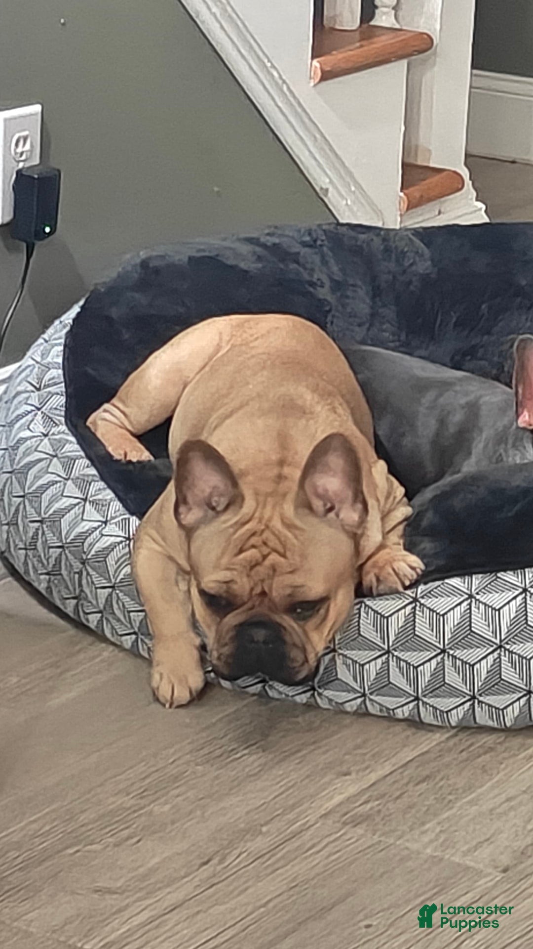French Bulldog dogs for sale: Chorizo - Image 2