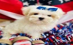 Maltese dogs for sale: Paxton - Image 2