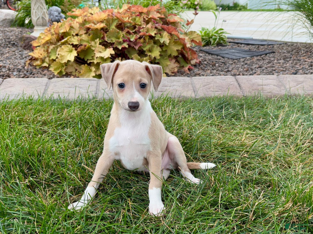 Italian Greyhound dogs for sale: Gordie - Image 5