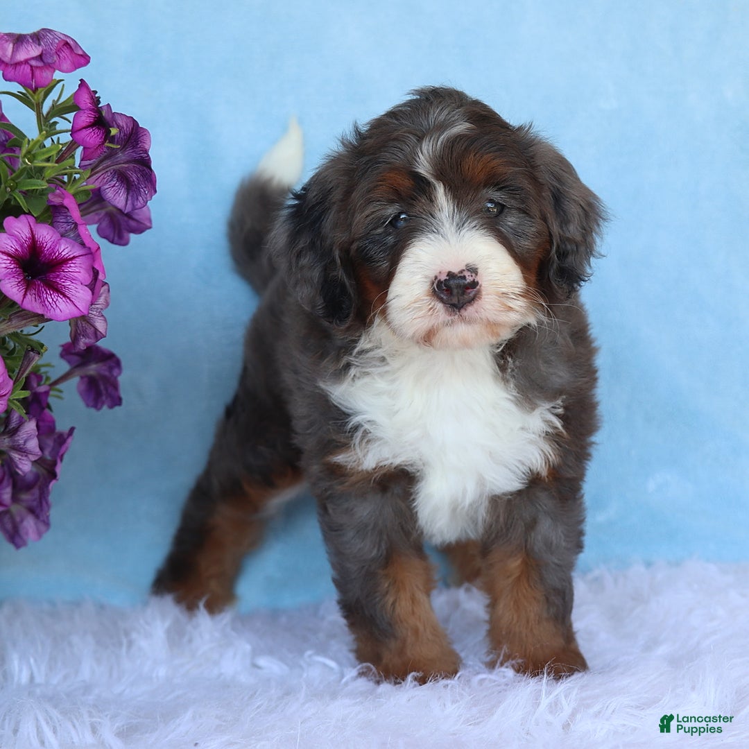 Mini Bernedoodle dogs for sale: Sophie - Image 5
