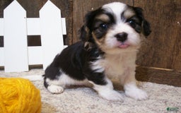 Cavachon dogs for sale: Peanut - Image 4
