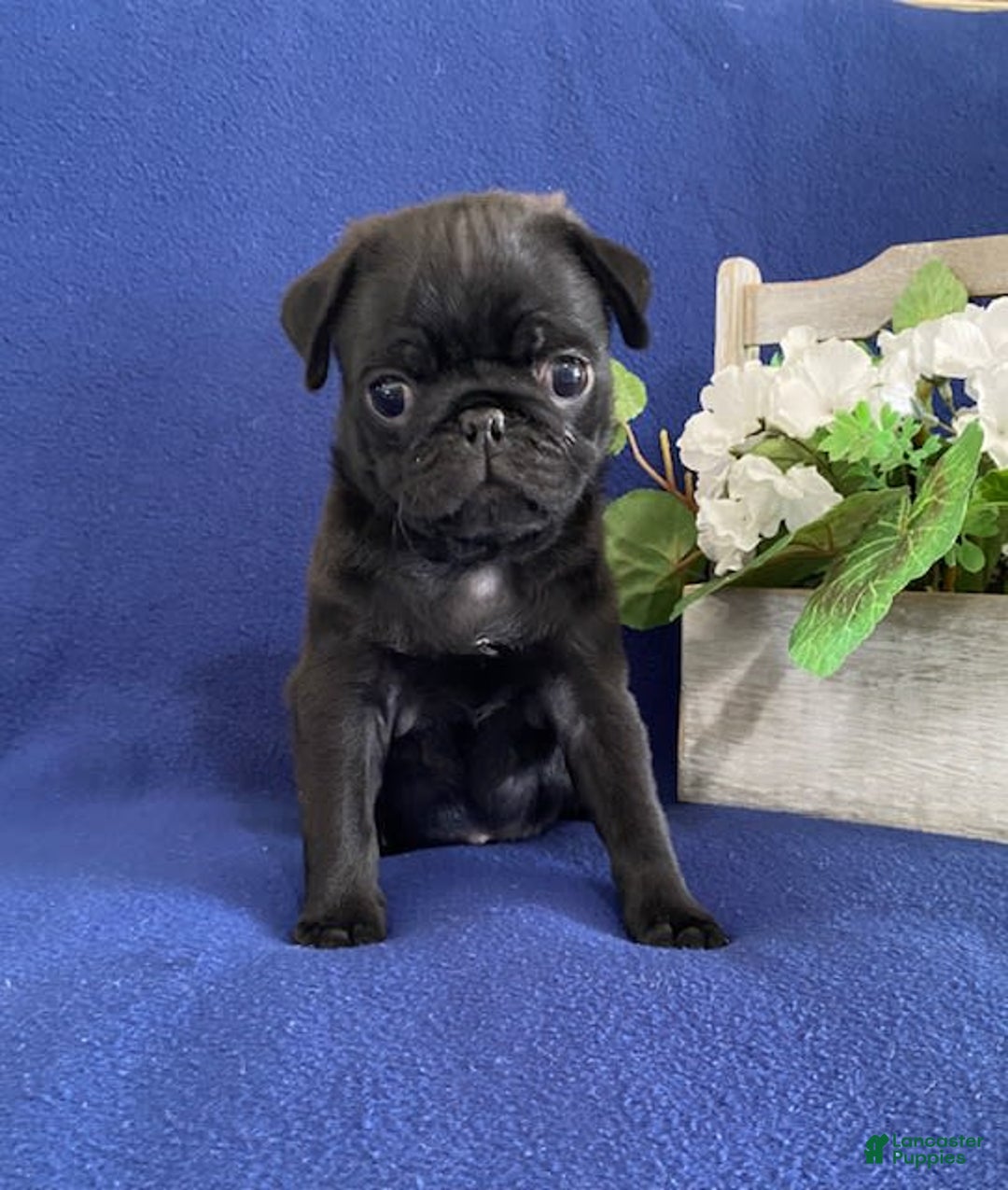 Pug dogs for sale: Eddie - Image 3