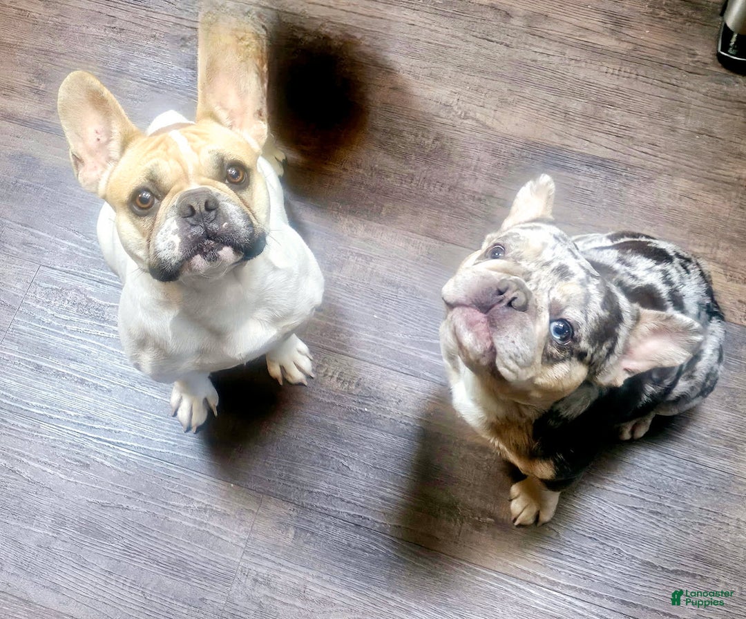 French Bulldog dogs for sale: Duke - Image 3
