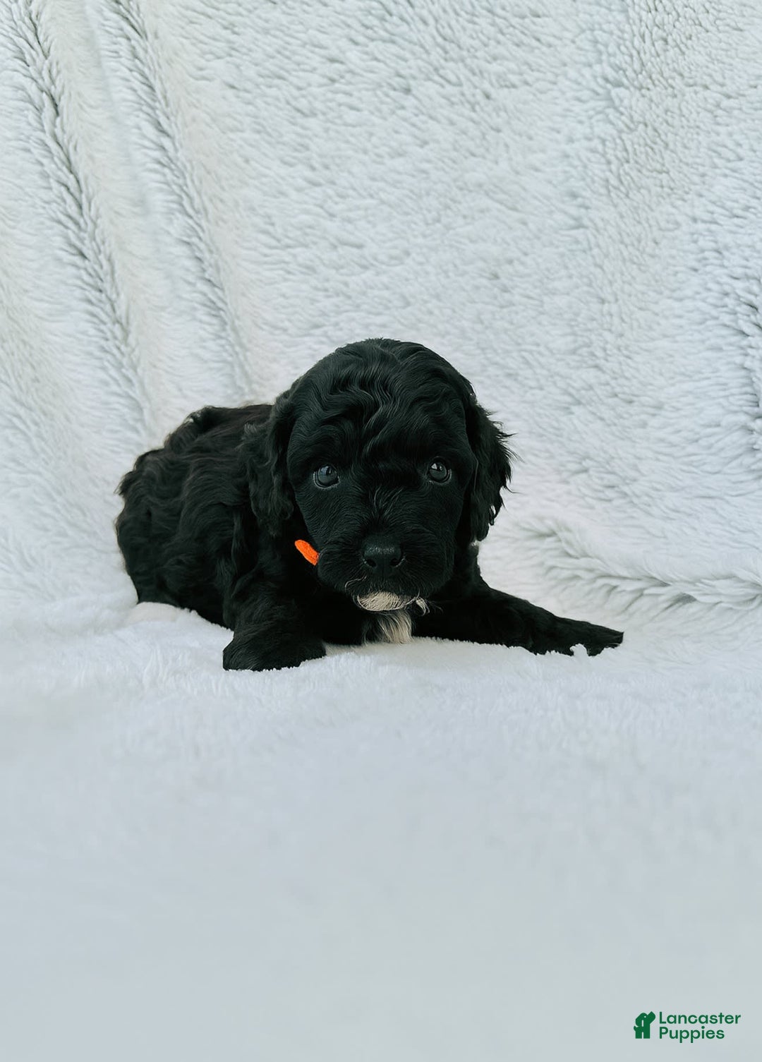Toy Poodle dogs for sale: Pure Breed Toy Poodle Girl - Image 2