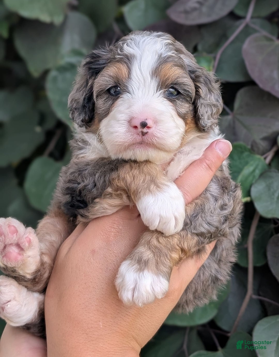 Mini Bernedoodle dogs for sale: Bluey - Image 1