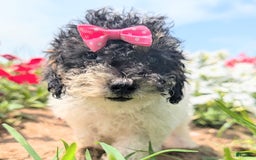 Toy Poodle dogs for sale: Toy Poodle 4 puppies - Image 22