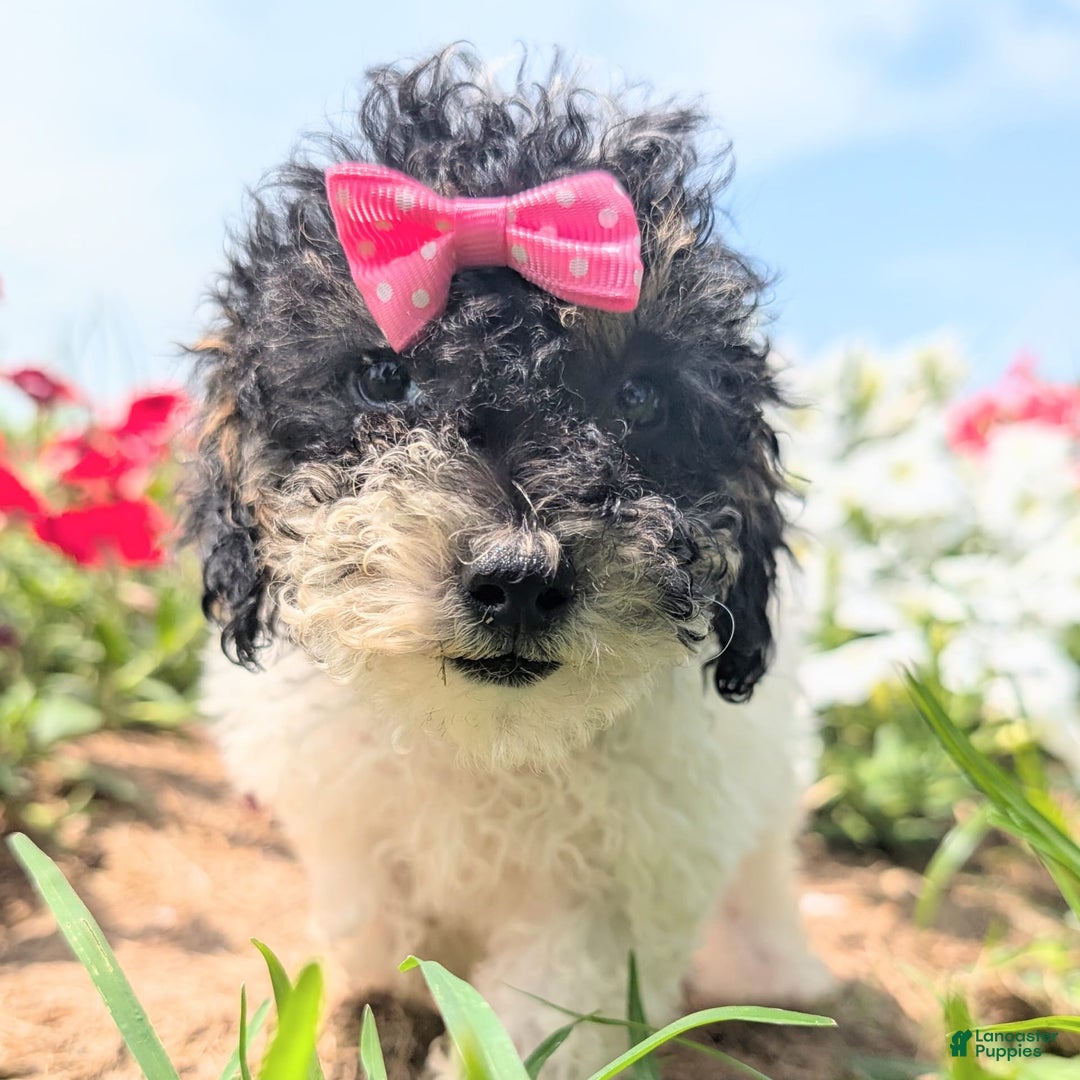 Toy Poodle dogs for sale: Toy Poodle 4 puppies - Image 22