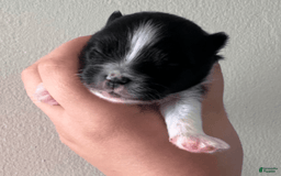Pomeranian dogs for sale: Oasis - Image 4