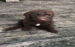 Goldendoodle dogs for sale: Waylon - Image 3