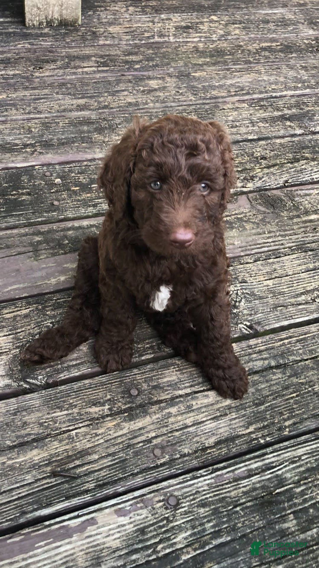 Goldendoodle dogs for sale: Waylon - Image 3