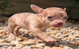 Chihuahua dogs for sale: Chihuahua 5 puppies - Image 24