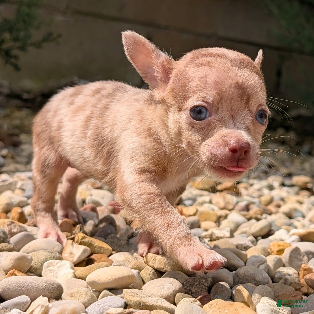Chihuahua dogs for sale: Chihuahua 5 puppies - Image 24