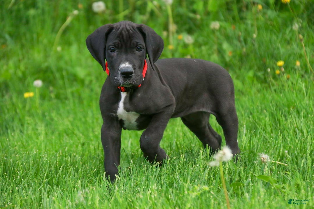 Great Dane dogs for sale: Athena - Image 23