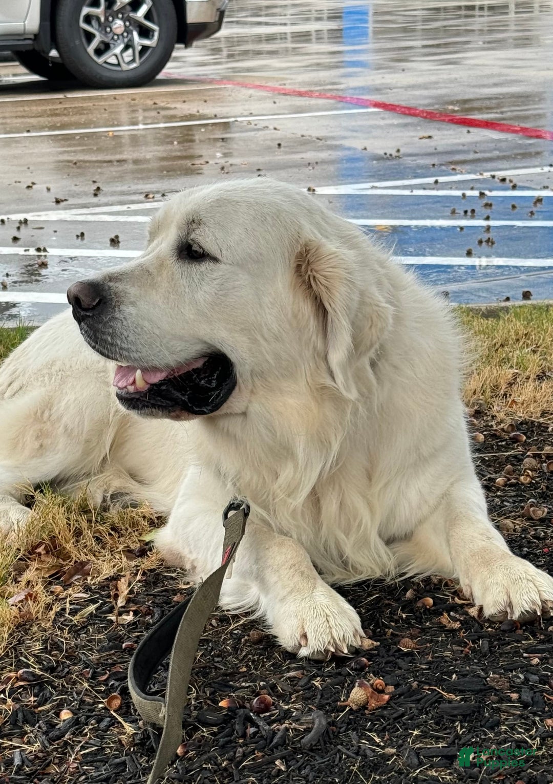 Golden Retriever dogs for sale: Titan - Image 6