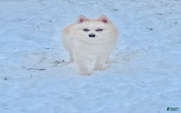 Pomsky dogs for sale: Gizmo - Image 5