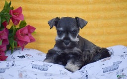 Miniature Schnauzer dogs for sale: Vanessa - Image 4