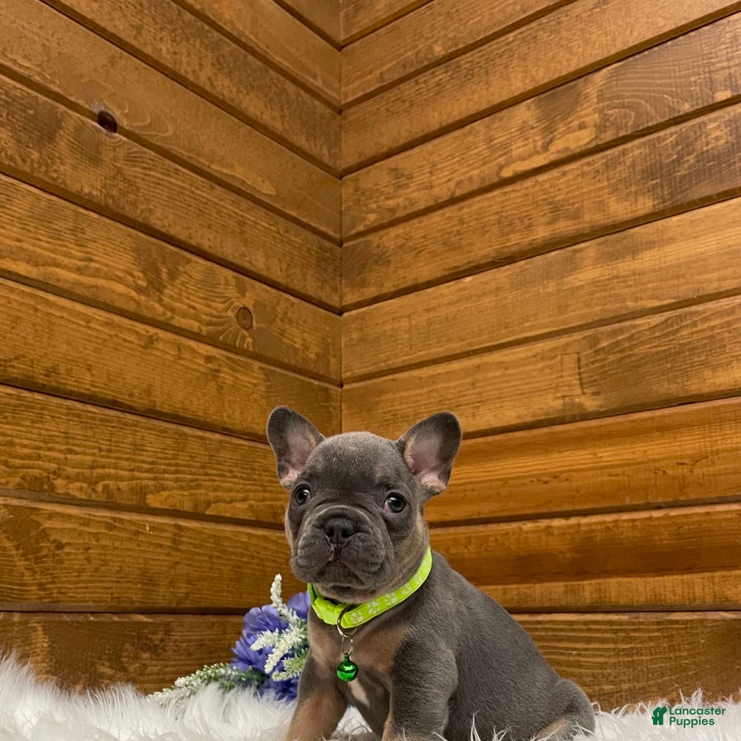 French Bulldog dogs for sale: Ryder - Image 6