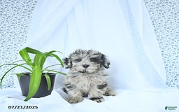 Mini Goldendoodle dogs for sale: Kash - Image 4