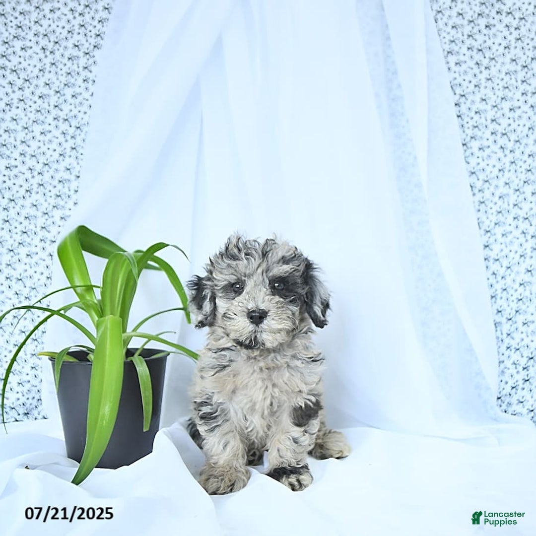 Mini Goldendoodle dogs for sale: Kash - Image 4