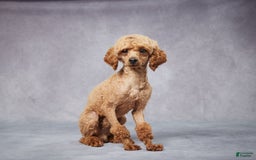 Cavapoo dogs for sale: Vito - Image 6