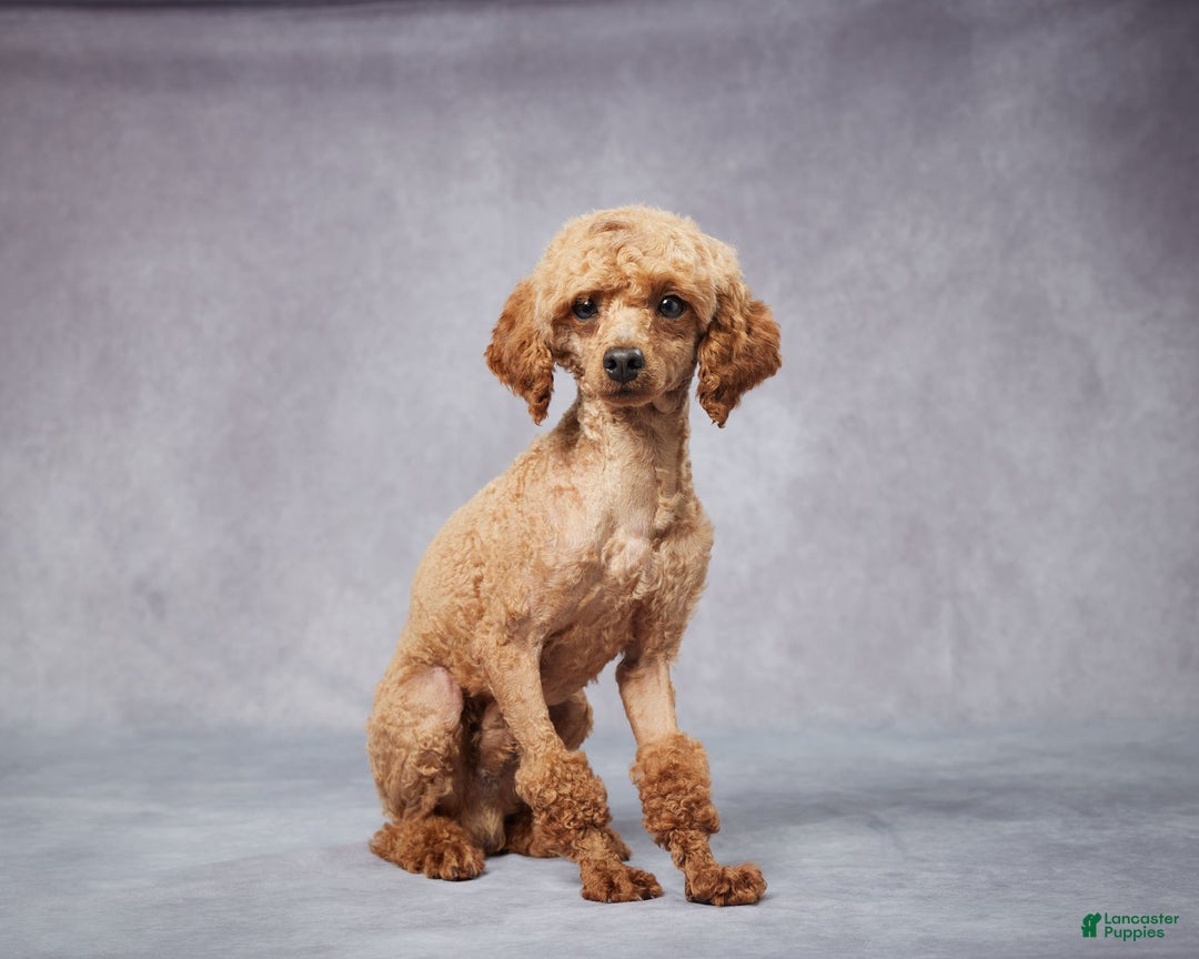 Cavapoo dogs for sale: Vito - Image 6