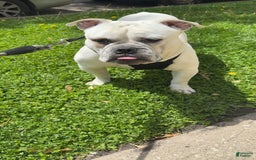 American Staffordshire Terrier dogs for sale: Ryder - Image 4