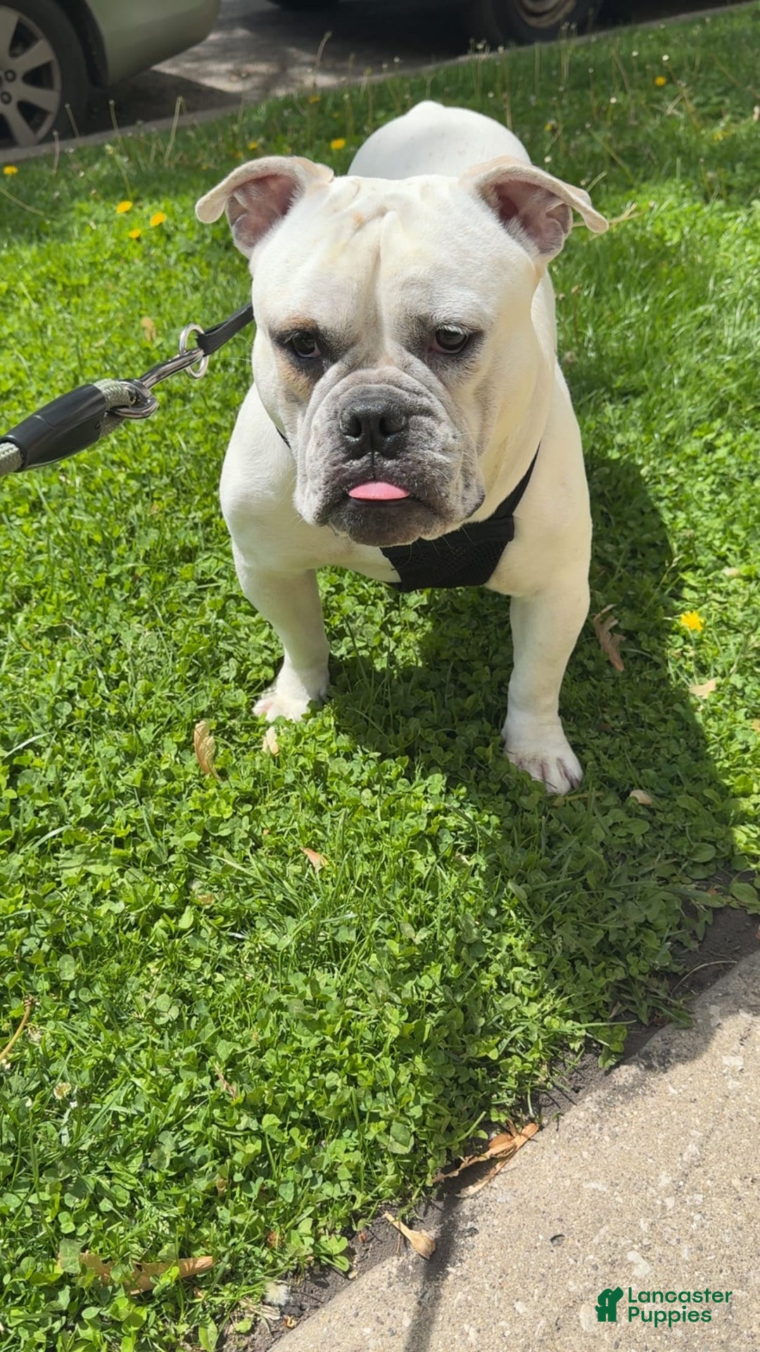 American Staffordshire Terrier dogs for sale: Ryder - Image 4