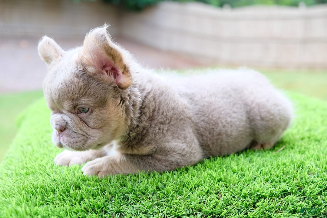 French Bulldog dogs for sale: Gorgeous George - Image 4