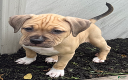 American Pit Bull Terrier dogs for sale: Pincess - Image 13