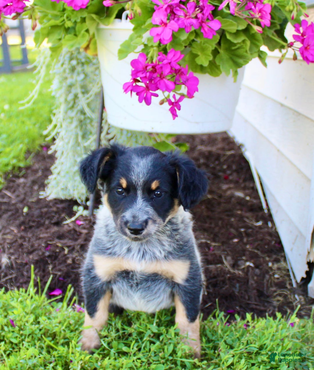 Australian Cattle Dog dogs for sale: Bailey - Image 2
