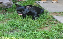 French Bulldog dogs for sale: Fluffy Female Liz - Image 4